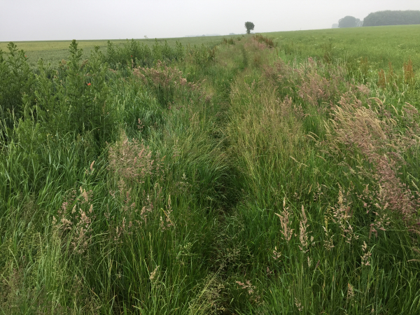 Sur le coteau opposé, nous longeons Ancourteville-sur-Héricourt. Le chemin est encombré d'herbes hautes, sans ronces ou orties.