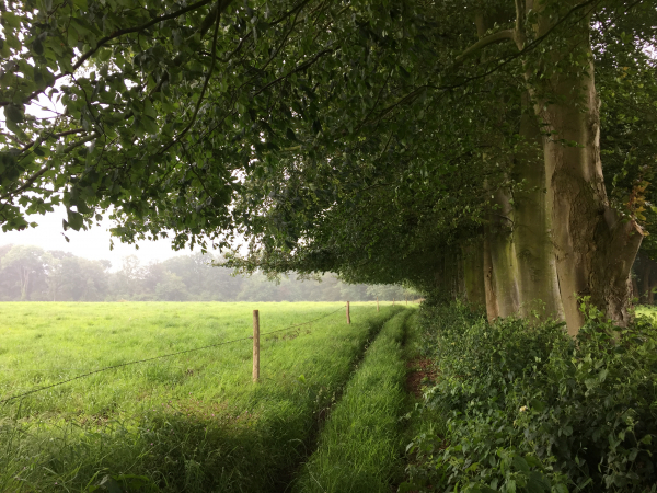 Nous traversons le Bois Noir en direction du GR211.