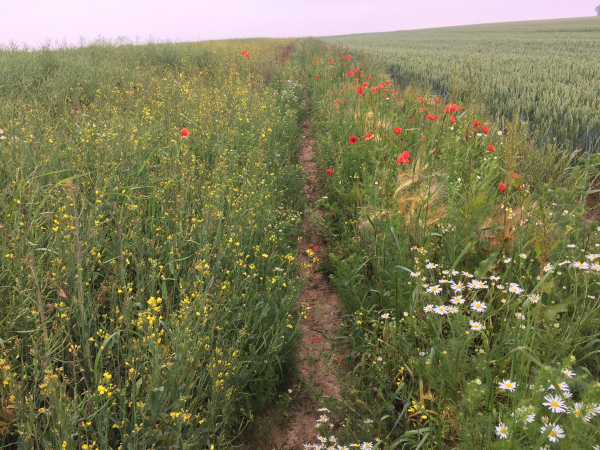 Nous avons rejoint le GR211. Il est, lui aussi, assez encombré, mais très fleuri.
