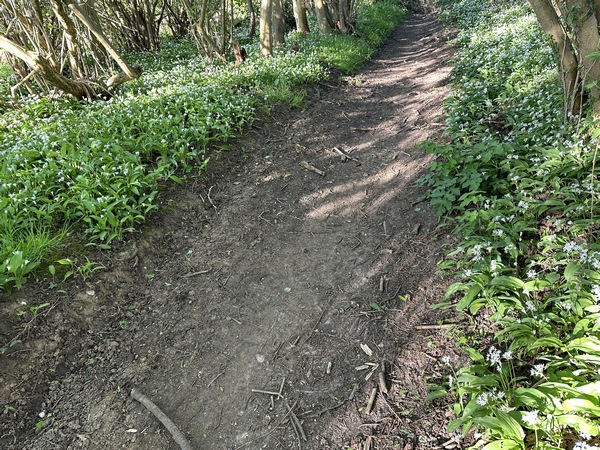 A l'entrée de la forêt, le chemin est bordé d'ail-aux-ours en fleur.