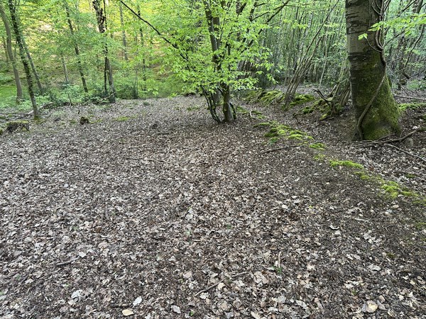 Dans la forêt domaniale, nous suivons le fossé et le talus qui délimitaient la forêt royale.&nbsp;