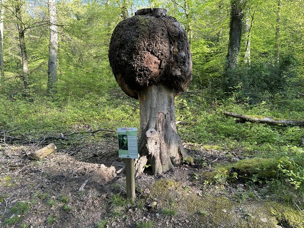 Le Hêtre Ventru était porteur d'une excroissance en forme de boule. Malade, il a été coupé en 2017 pour des raisons de sécurité. La boule a été préservée pour conserver la particularité de cet arbre.