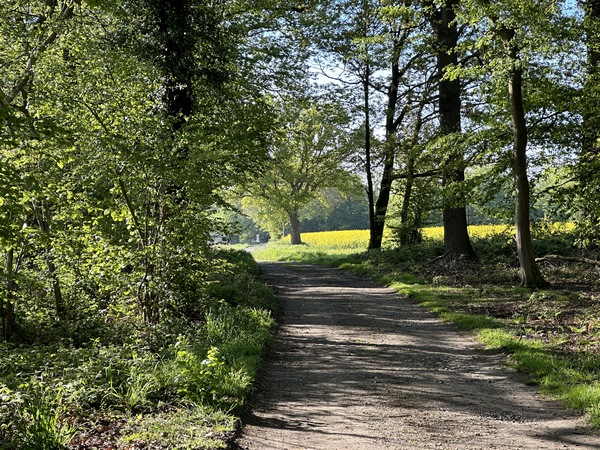 Nous entrons à nouveau en forêt, nous sommes au-dessus des Roches d'Orival.
