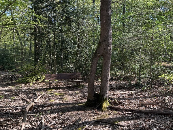 Le Hêtre Percé montre une résurgence qui est retournée à la tige principale. Curiosité naturelle, ou un peu aidée par un forestier facétieux ?