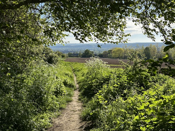 Nous sortons de la forêt domaniale, et nous allons prendre le premier chemin qui descend la colline, avant le Catelier.