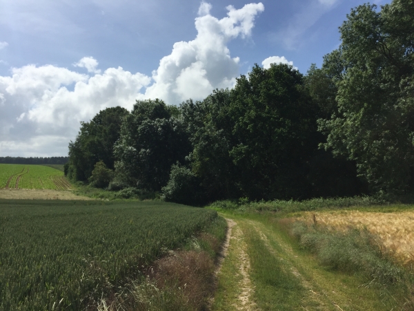 Nous allons chercher l'entrée l'entrée dans le bois du Tost (Forêt Indivise d'Eu). Nous finissons par la trouver à gauche de la photo, le long du champ.