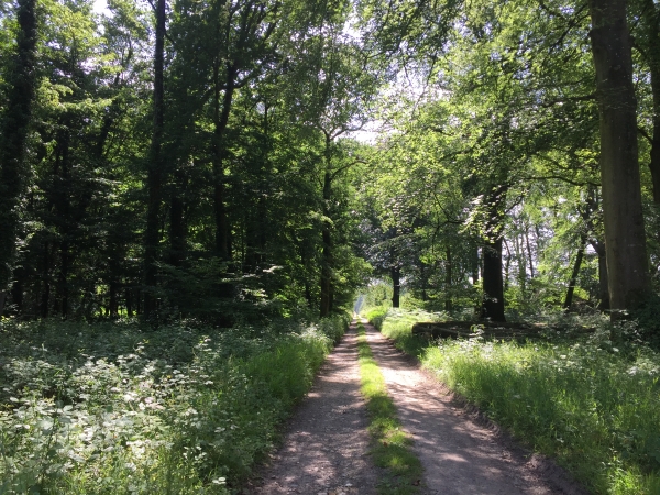 Bois du Tos dans la Forêt Indivise d'Eu.