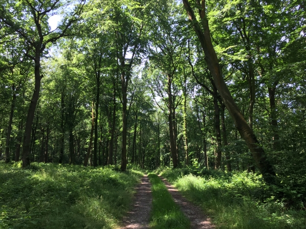Bois de Cuverville (Forêt Indivise d'Eu).
