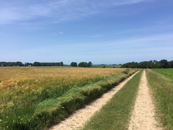 Camp du Poirier, dans la plaine d'Auquemesnil.