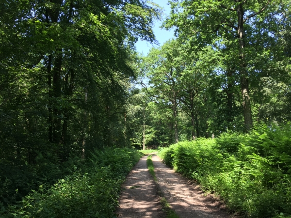 Bois de Saint-Martin (Forêt Indivise d'Eu).