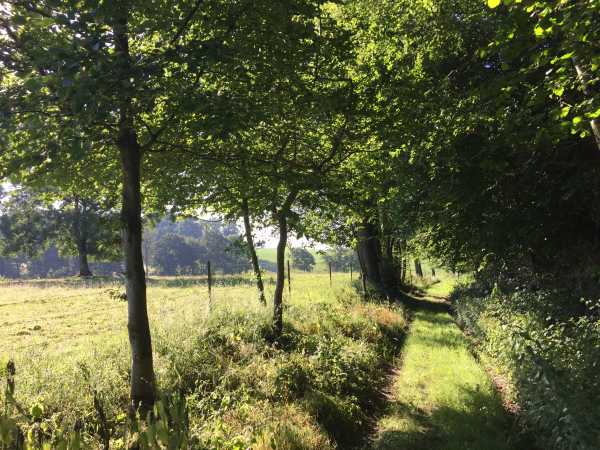 La Taille, le long du bois de Berville.