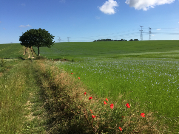 Plaine d'Ouville, le lin est en fleur.