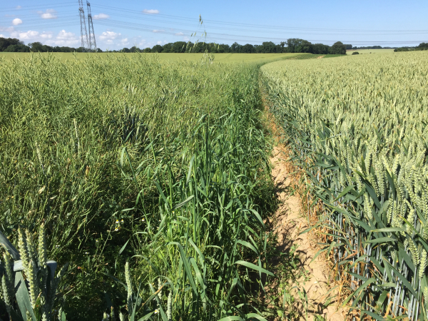 Notre chemin dans la Plaine du Mesnil est un peu encombré...