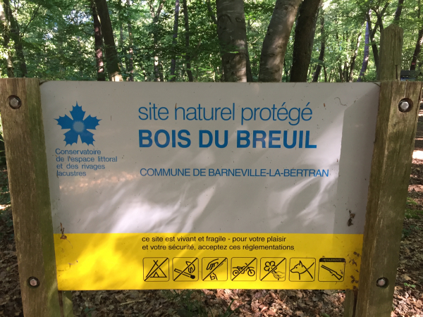 Nous entrons dans le somptueux bois du Breuil, propriété du Conservatoire du Littoral, réputé pour ses massifs de rhododendrons et ses allées de hêtres centenaires.
