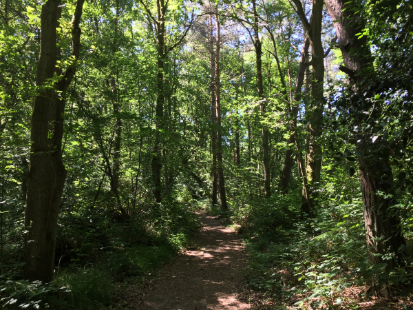 Nous traversons à nouveau le bois du Breuil.
