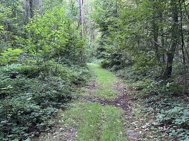 Le bois monte doucement vers le plateau agricole.