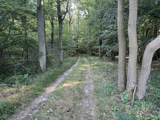 Nous suivons dans les bois le large chemin qui prolonge le chemin de la Feugle. Nous le suivons jusqu'à la Ligne des Longs Vallons.