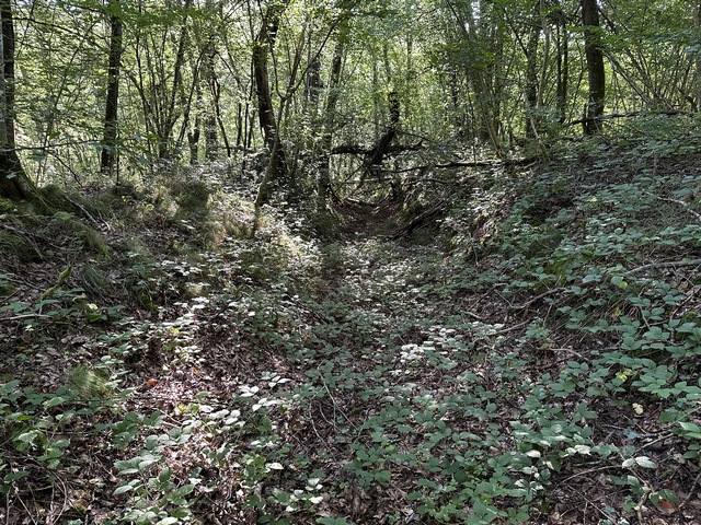 La Ligne des Longs Vallons est un long chemin rectiligne qui coupe le massif forestier d'est en ouest. Peu avant de rejoindre le GR26, il s'interrompt et il faut marcher quelques mètres à travers bois, sans problème.