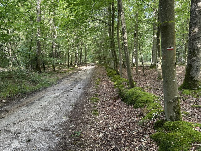 Après le Mont Hague, nous continuons en forêt en direction de St-Aubin.