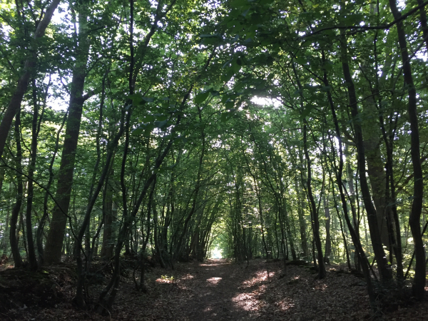 Nous montons sur le coteau nord du Bec, en direction de Malleville-sur-le-Bec.