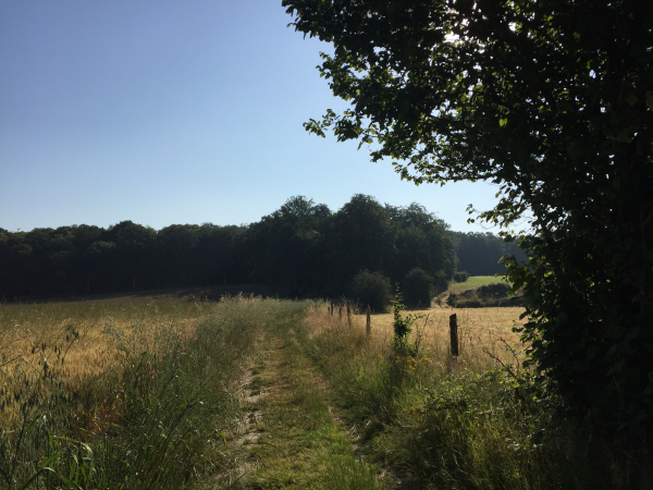 Le plateau boisé en direction de Malleville-sur-le-Bec.