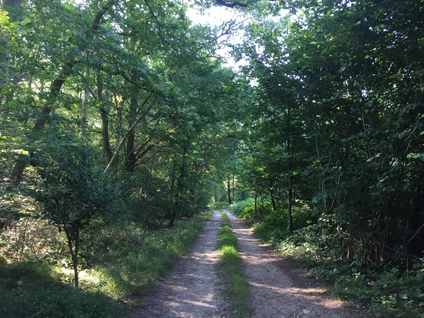 Nous avons passé Malleville-sur-le-Bec, sans y entrer, et suivons maintenant la lisière des Bois Brûlés vers Bosrobert.