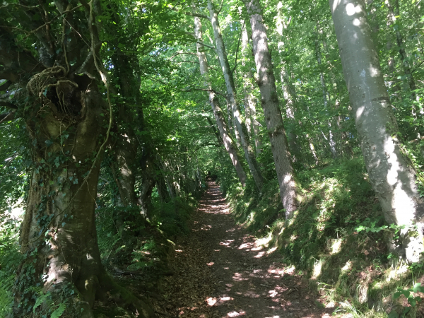 Chemin du Triage des Bois. Encore un très beau chemin, ombragé à souhait.