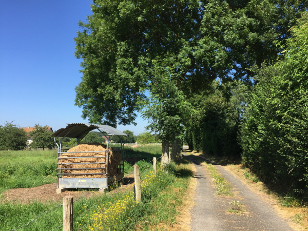 Nous sommes montés sur le plateau est du Sébec, et marchons maintenant sur le chemin de la Cour Chanterelle.
