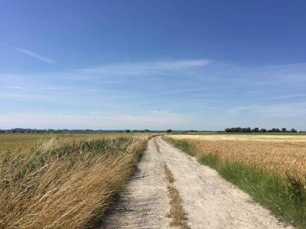 Nous marchons sur les chemins de tracteurs dans les paysages champêtres du marais des Bas-Champs.