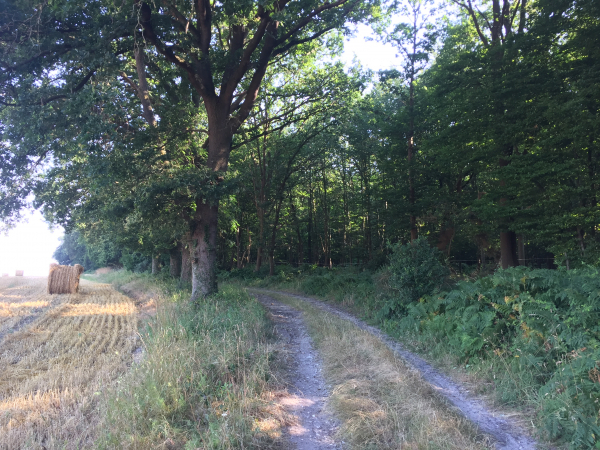 Nous suivons vers le nord le chemin qui longe la forêt domaniale de Roumare.