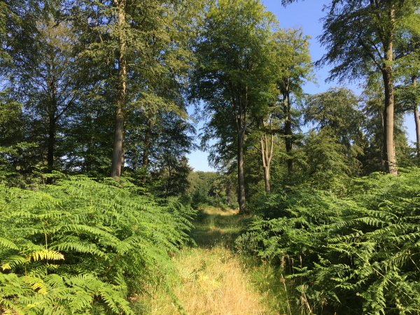 Nous entrons en forêt de Roumare. La légende raconte que dans cette forêt, Rollon, nouveau comte des Normands chargé par le roi de France de rétablir la sécurité en échange de la reconnaissance de son titre, fit suspendre un anneau d'or pendant trois années, sans qu'il ne soit volé.