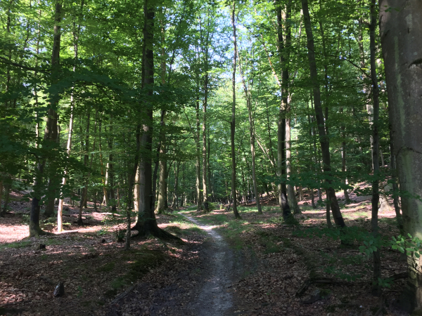 Nous suivons le GR2, fameux chemin de randonnée de la Seine, pour descendre vers le Valnaye.