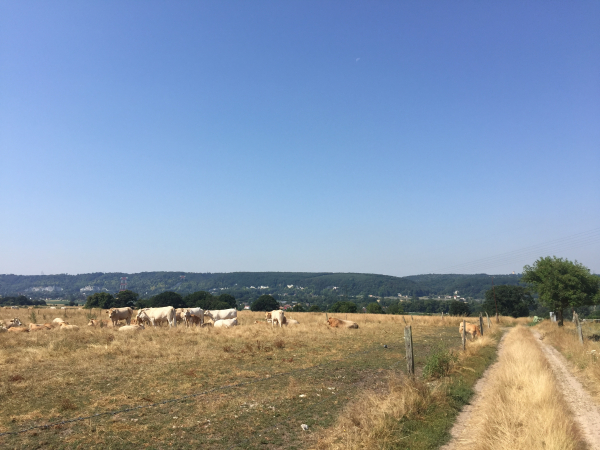 Nous quittons la forêt par les chemins de tracteurs au-dessus de St-Pierre-de-Manneville.