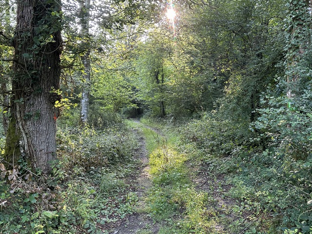 Dans le bois, nous suivons de larges et agréables chemins.