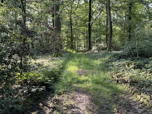 Et voilà à nouveau un large et agréable chemin que nous allons suivre jusqu'au premier carrefour. Nous prendrons à droite le chemin de coupe qui traverse tout le bois de Brosville.&nbsp;