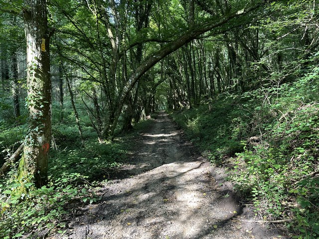 Encore de très beaux chemins dans les bois. Nous suivons la Côte de Rublemont qui monte gentiment vers Bérengeville.