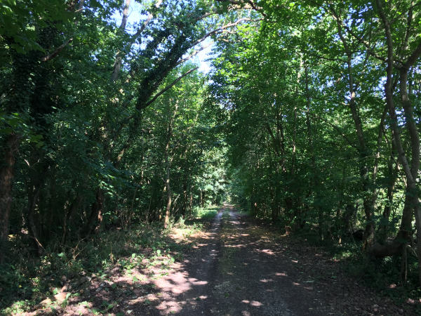 Tosny, le Chemin Vert dans le Bois des Dames.