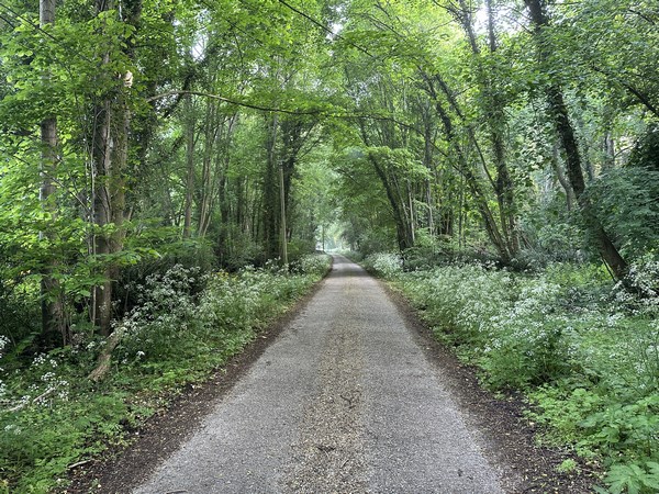Nous suivons l'Allée du Canada, entre les bouquets de cerfeuil sauvage, en direction de la forêt domaniale de Roumare.