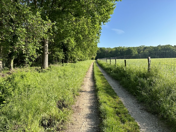 Nous allons continuer sur le chemin qui longe la forêt de Roumare.&nbsp;
