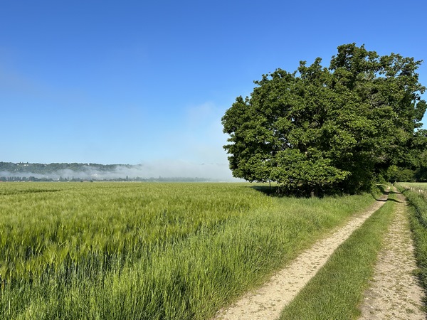 Nous longeons la forêt de Roumare sans y entrer, et marchons en balcon au-dessus de la vallée de la Seine. En contrebas, le serpent de brume commence à se disperser.