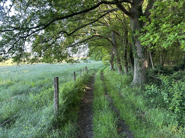 La belle forêt de Roumare est tentante, mais nous restons en lisière.