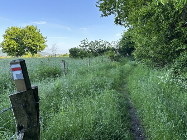 Arrivés au niveau de la route forestière de Caumont, nous allons quitter le GR2 et tourner à gauche pour descendre vers Saint-Pierre-de-Manneville.
