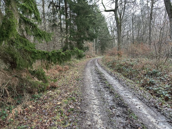La boucle principale reste en forêt domaniale de Bord-Louviers. Je commence par descendre la route forestière de la Petite Vallée. Ces chemins ont été revêtus, mais des années d'humus l'ont fait oublier. Je les ai comptés comme chemins dans le pourcentage routes/chemins
