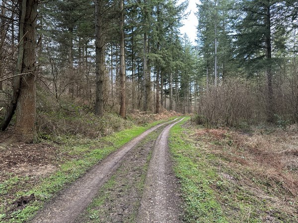 A la fourche, j'ai pris à gauche, et je monte maintenant le Chemin de la Mare Cailloux.&nbsp;