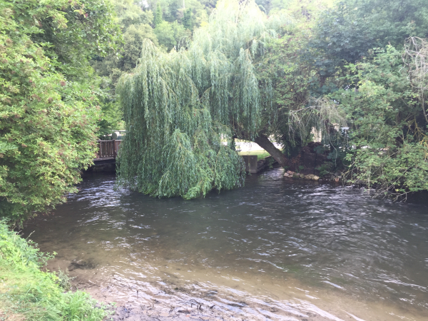Voilà un saule qui semble vouloir se faire un shampoing.
