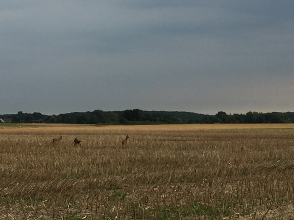 Arrivés sur le plateau, nous traversons la plaine des Vits de Caux. Nous ne sommes pas seuls.
