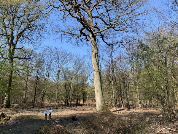 Carrefour du Petit Charme, avec son arbre remarquable : le chêne Gadeau de Kerville (150 ans). Derrière nous se trouve le Parc Animalier, qui peut être un lieu de pose sympathique mais très fréquenté.