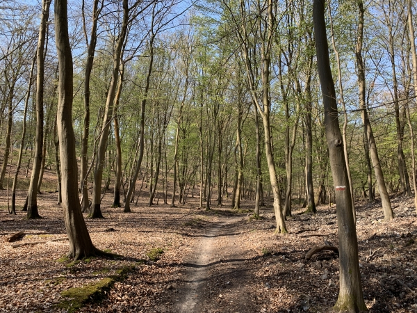 Le GR2 a quitté les grandes voies forestières pour suivre ce sentier en direction de Saint-Pierre-de-Manneville.