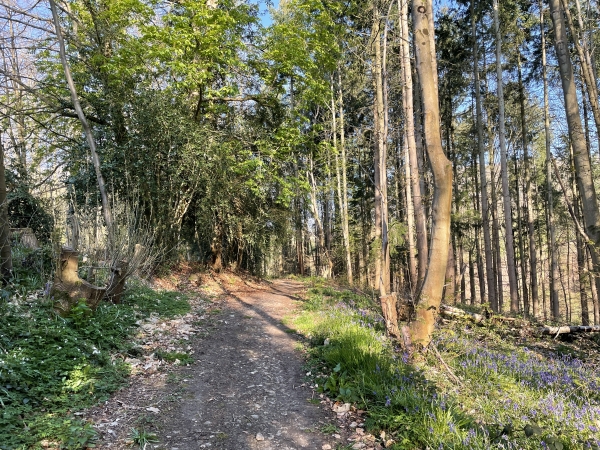 Bois de Mauny, descente en direction de la rue de la Cavée.