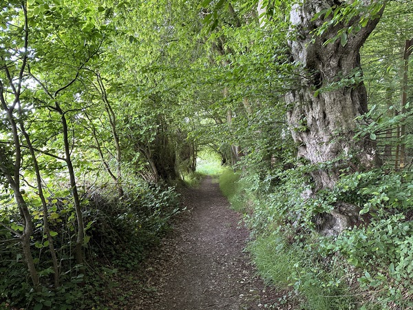 Nous traversons un petit bois avant de rejoindre la route de la Bouillerie.